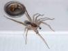 Pardosa sp.